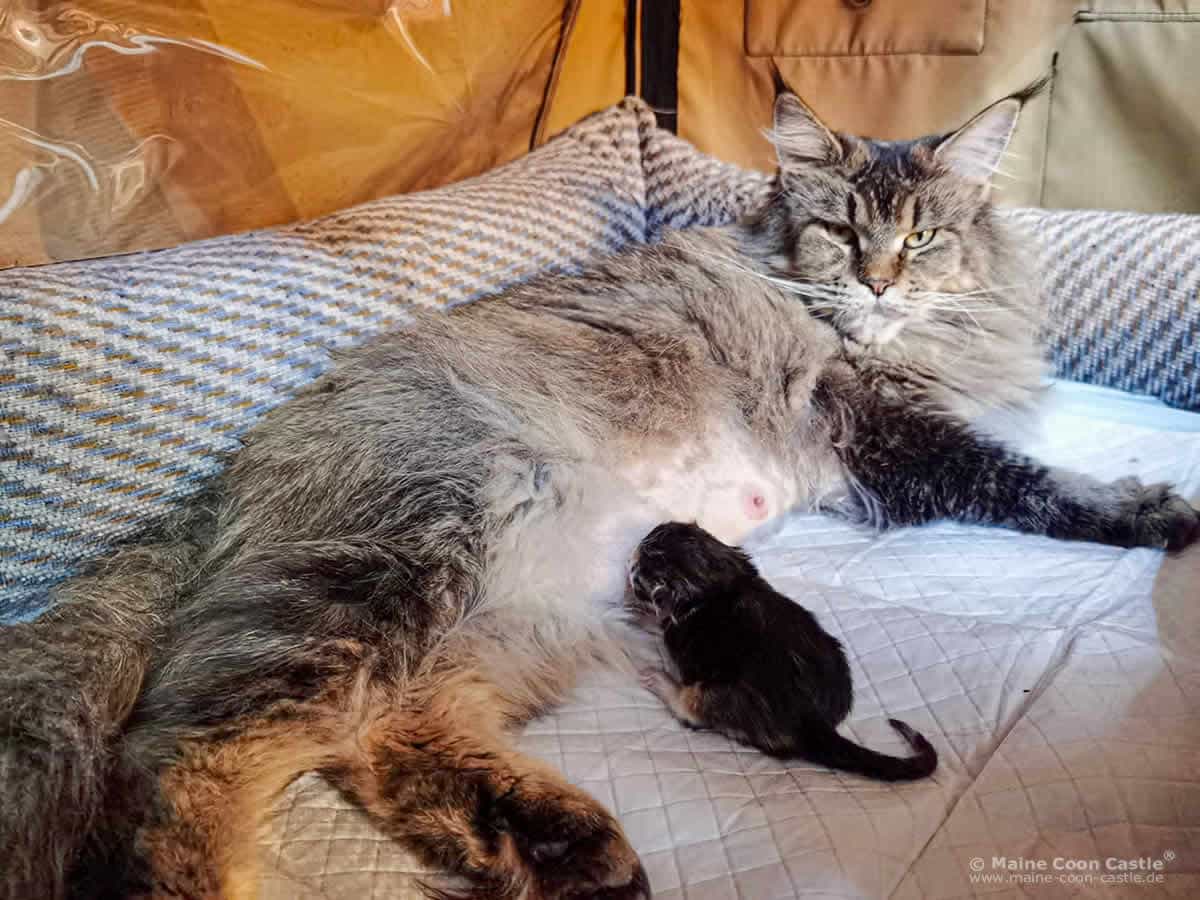 Nadja im Wurfsturdi Maine Coon Katze Nadja im Wurfsturdi