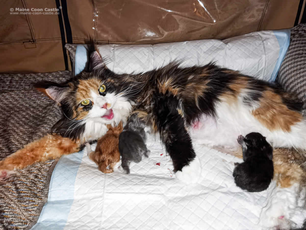 Elena im Wochenbett – Y3 Wurf Maine Coon Katze Elena im Wurfsturdi