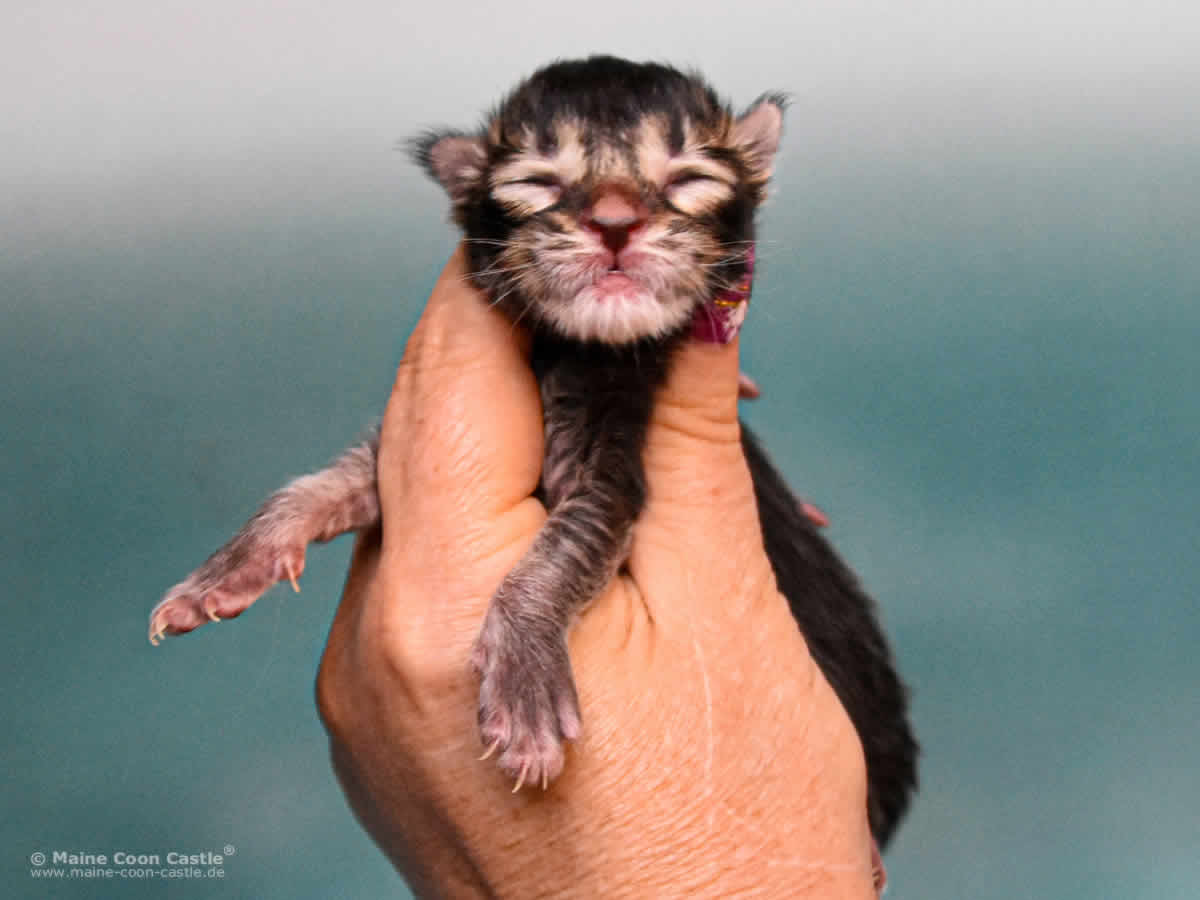 Y3 Dina 1 Tag alt Maine Coon Kitten Y3 Dina 1 Tag alt
