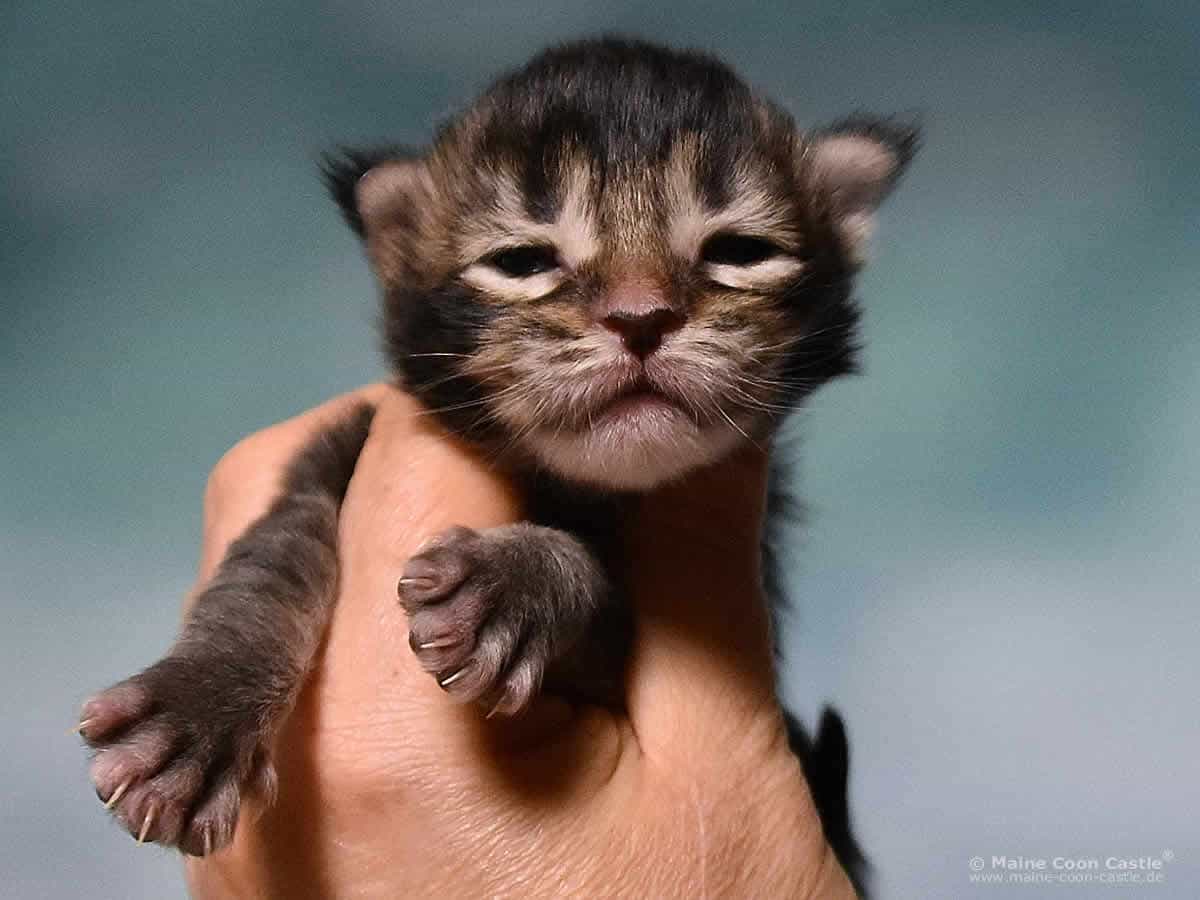 Y3 Dina 1 Woche alt, 275 g Maine Coon Kitten Y3 Dina 1 Woche alt
