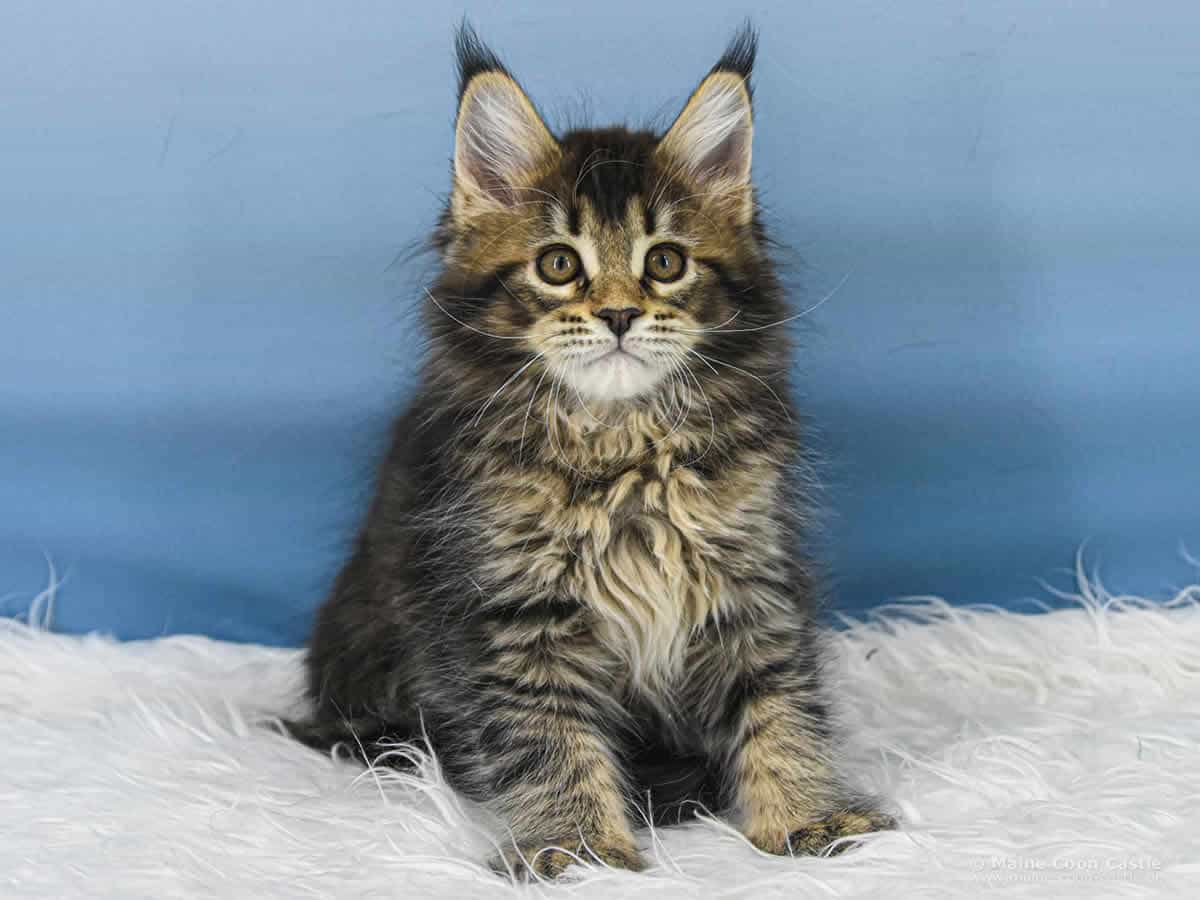 Y3 Dina 10 Wochen alt, 1560 g Maine Coon Kitten Y3 Dina 10 Wochen alt