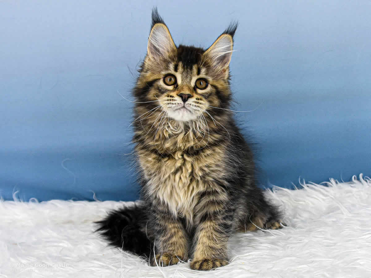 Y3 Dina 12 Wochen alt, 1970 g Maine Coon Kitten Y3 Dina 12 Wochen alt