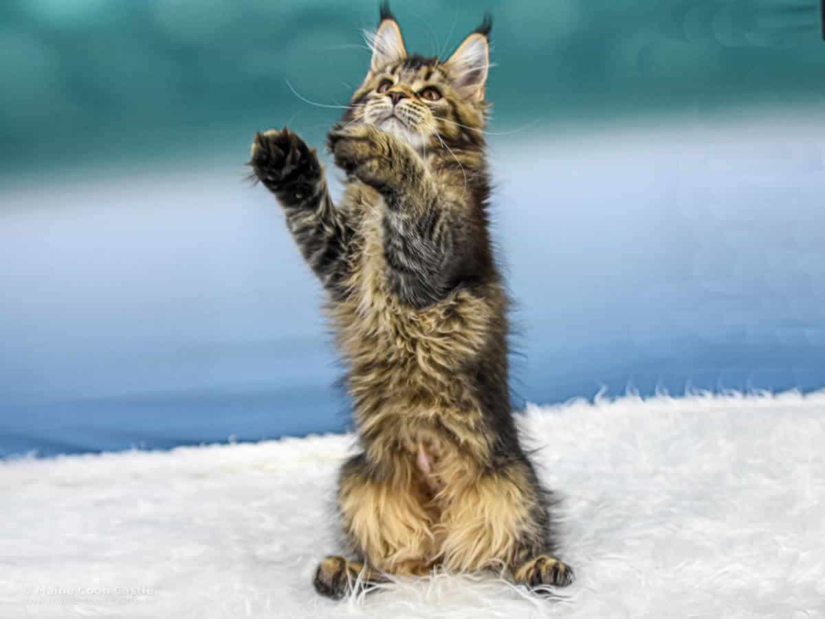 Y3 Dina 14 Wochen alt Maine Coon Kitten Y3 Dina 14 Wochen alt