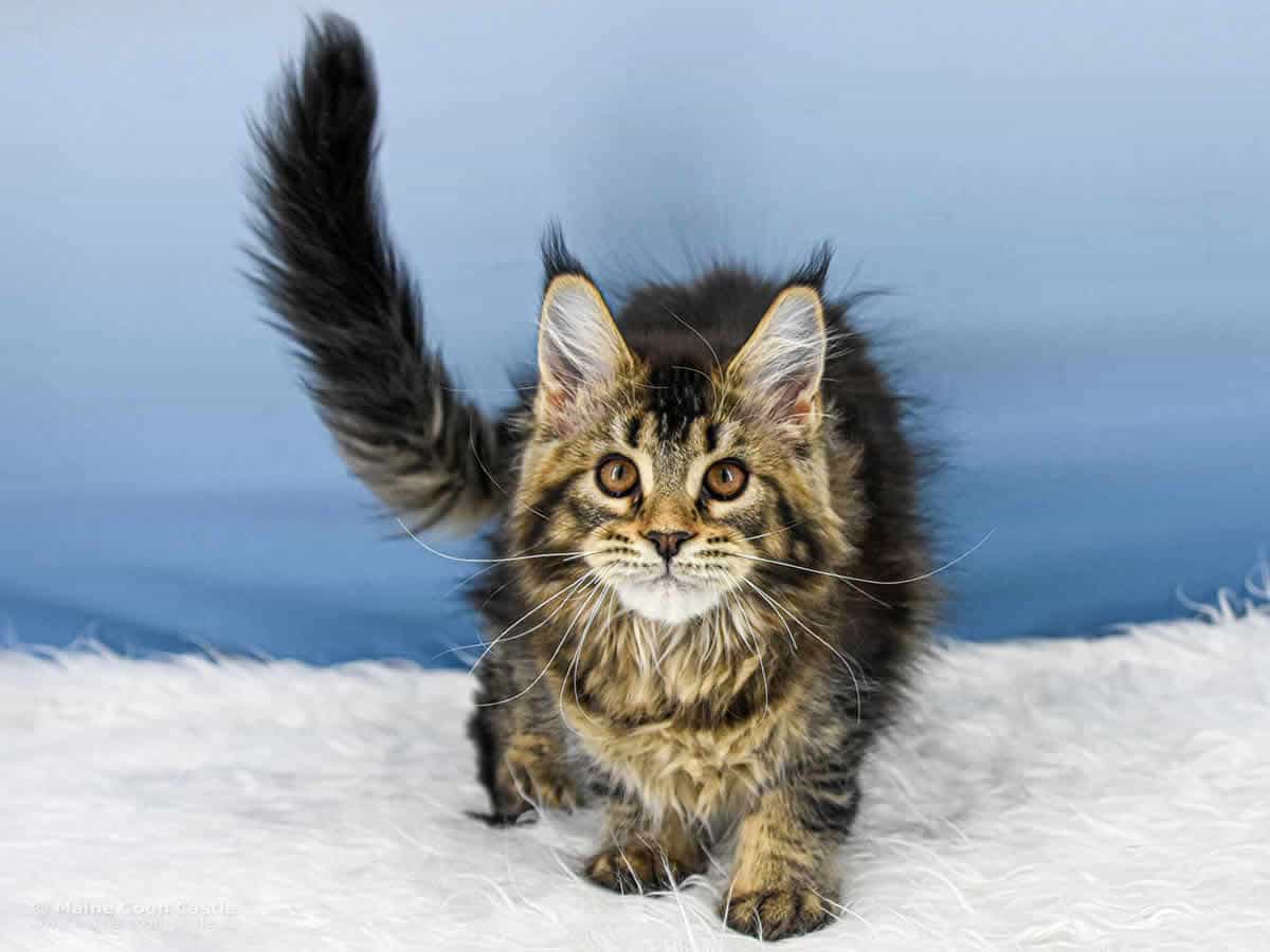 Y3 Dina of Maine Coon Castle Y3 Dina of Maine Coon Castle