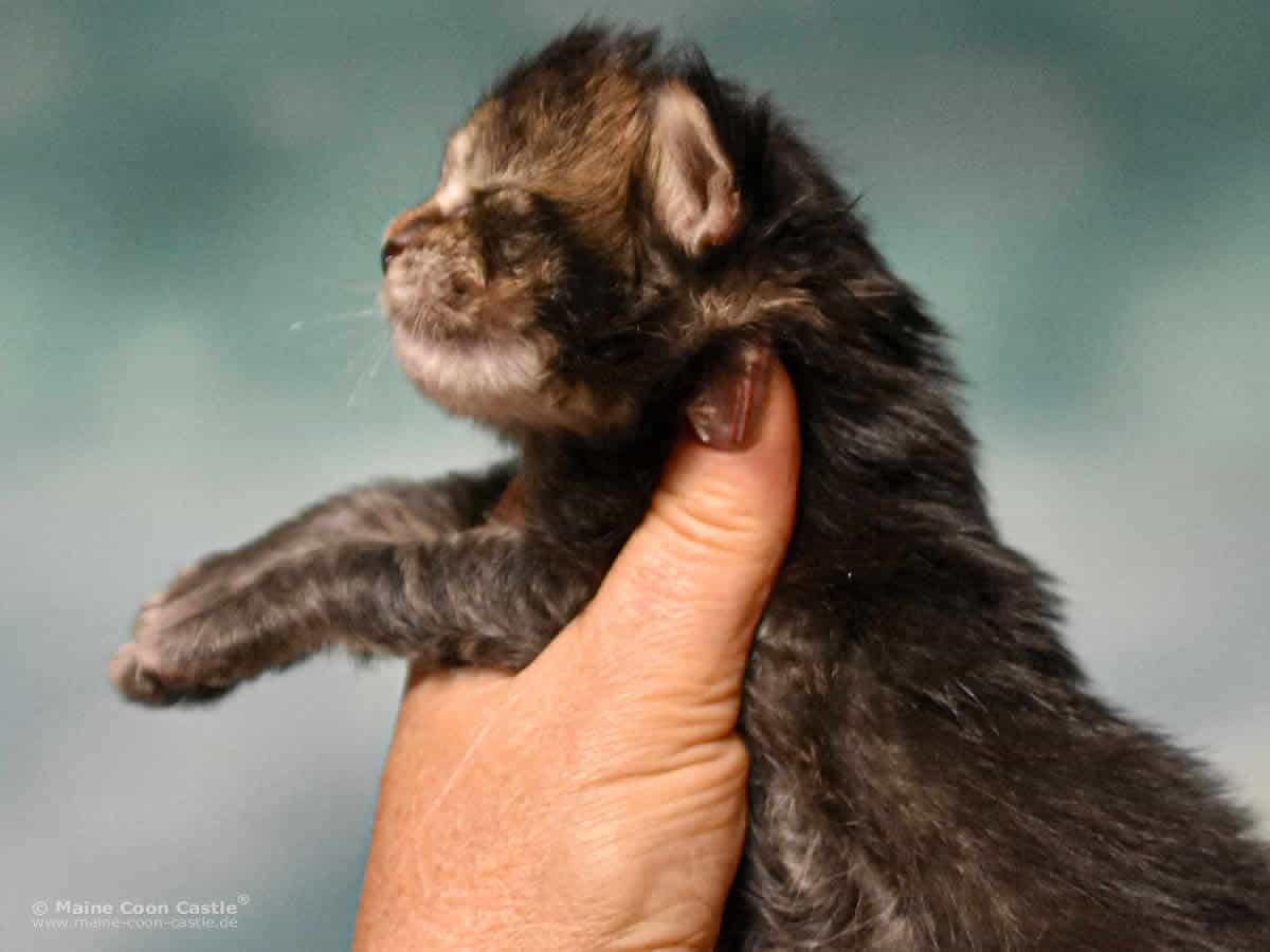 Y3 Dina 2 Wochen alt Maine Coon Kitten Y3 Dina 2 Wochen alt