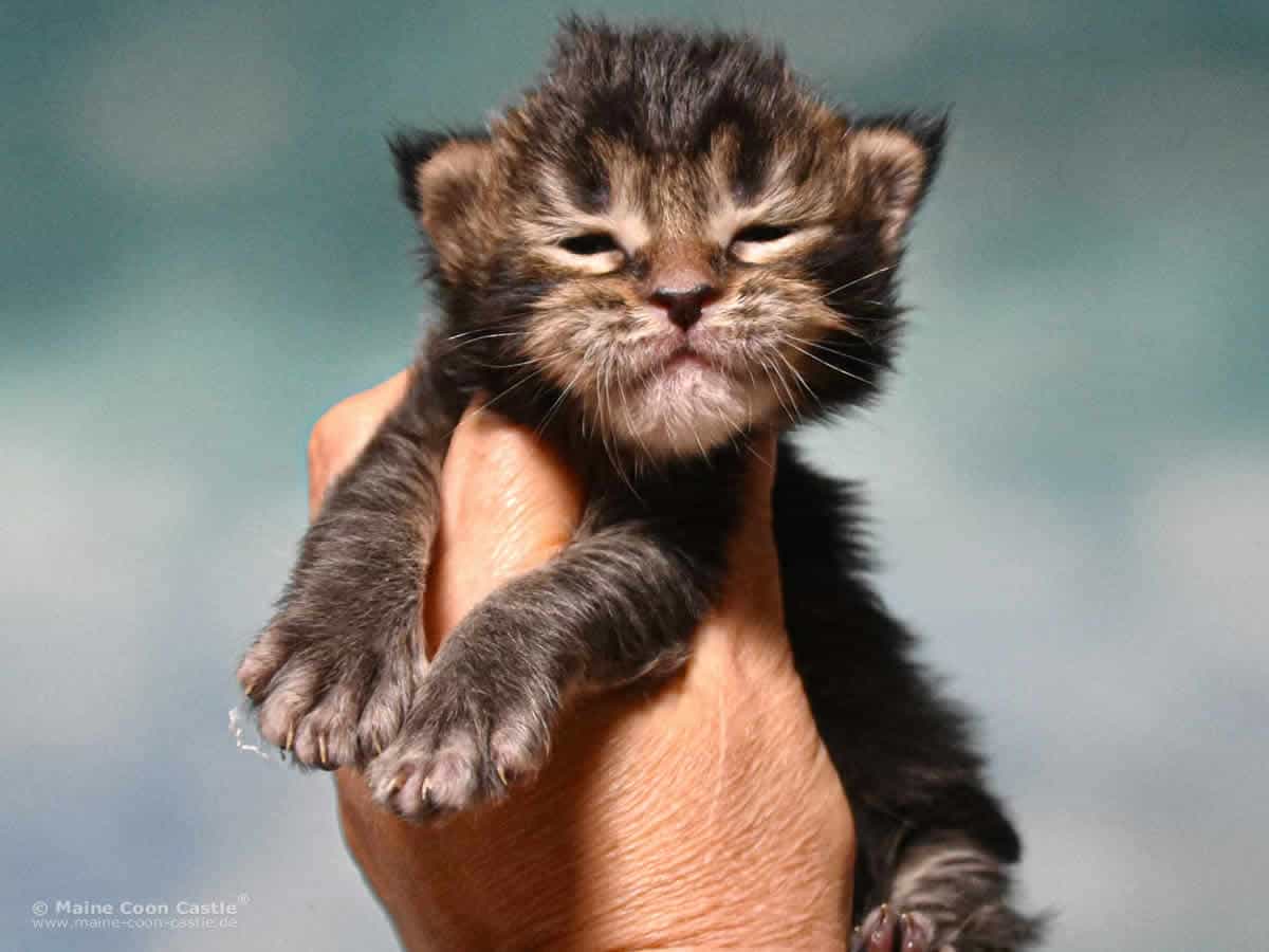 Y3 Dina 2 Wochen alt, 372 g Maine Coon Kitten Y3 Dina 2 Wochen alt