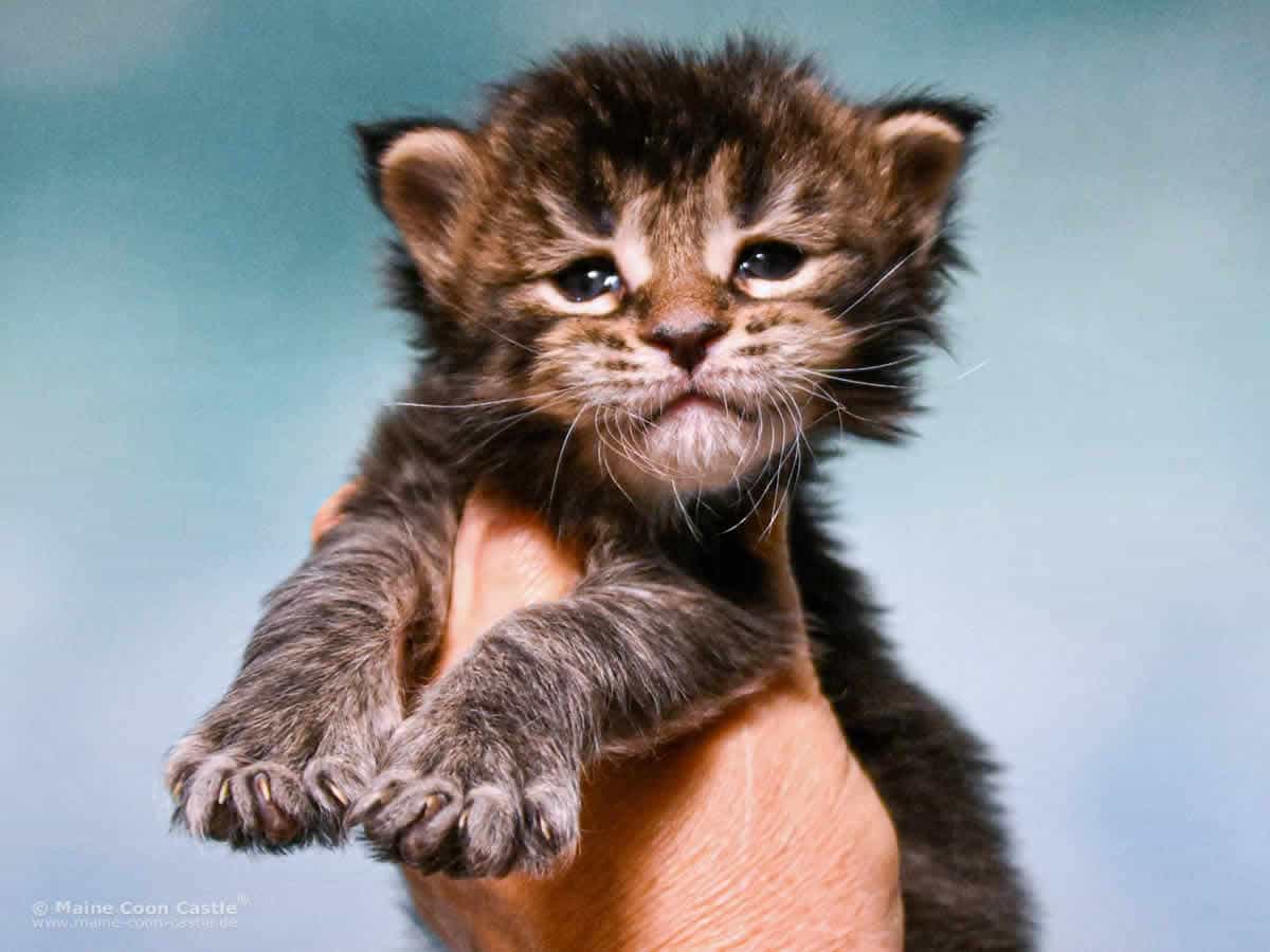Y3 Dina 3 Wochen alt, 501 g Maine Coon Kitten Y3 Dina 3 Wochen alt