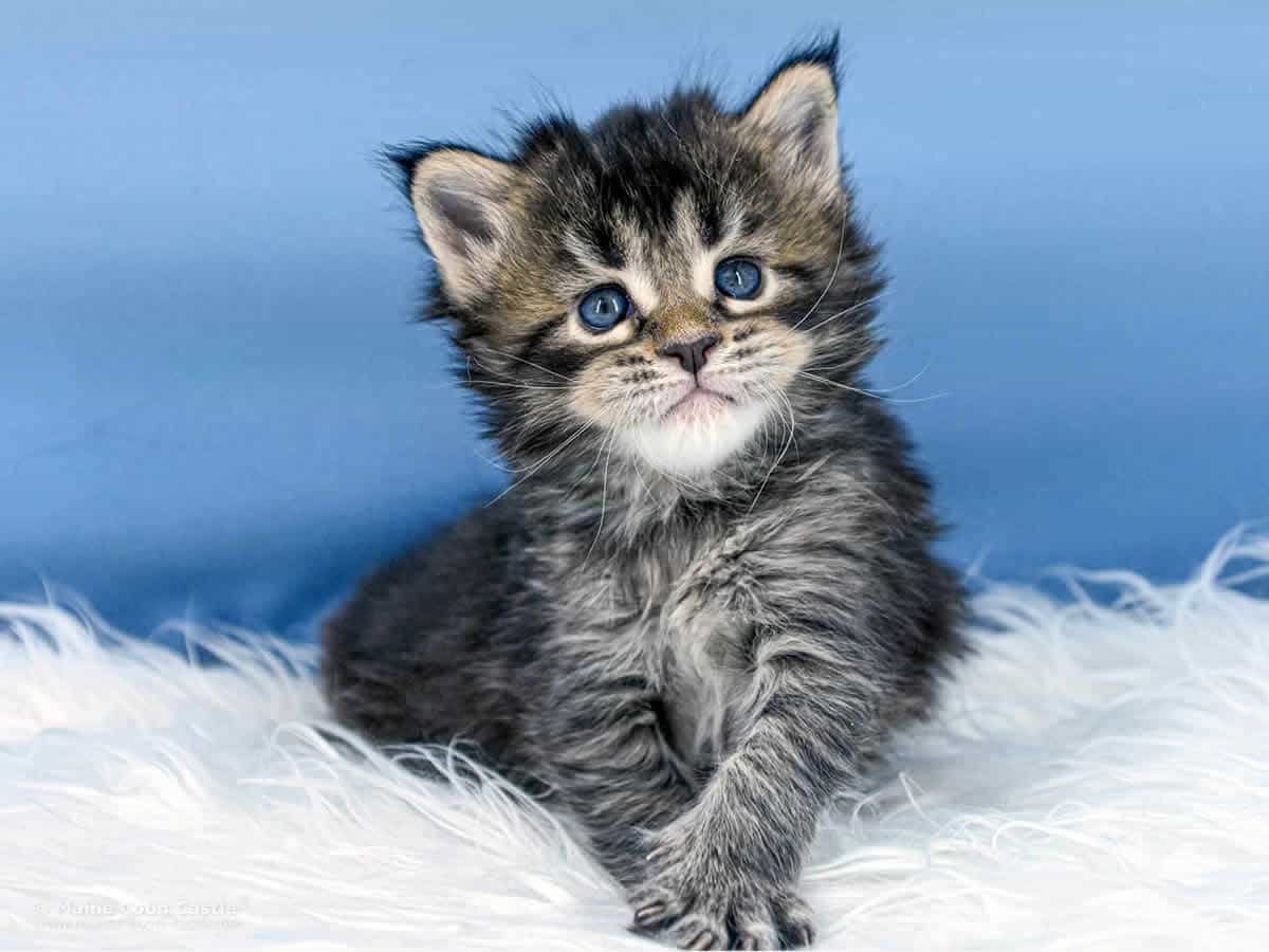 Y3 Dina 4 Wochen alt Maine Coon Baby Y3 Dina 4 Wochen alt