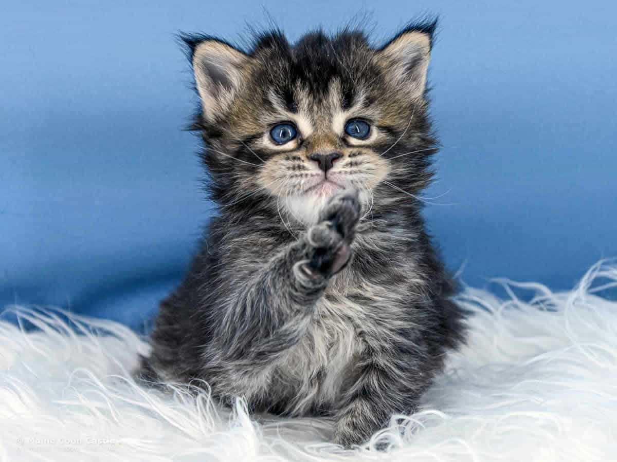 Y3 Dina 4 Wochen alt, 626 g Maine Coon Kitten Y3 Dina 4 Wochen alt