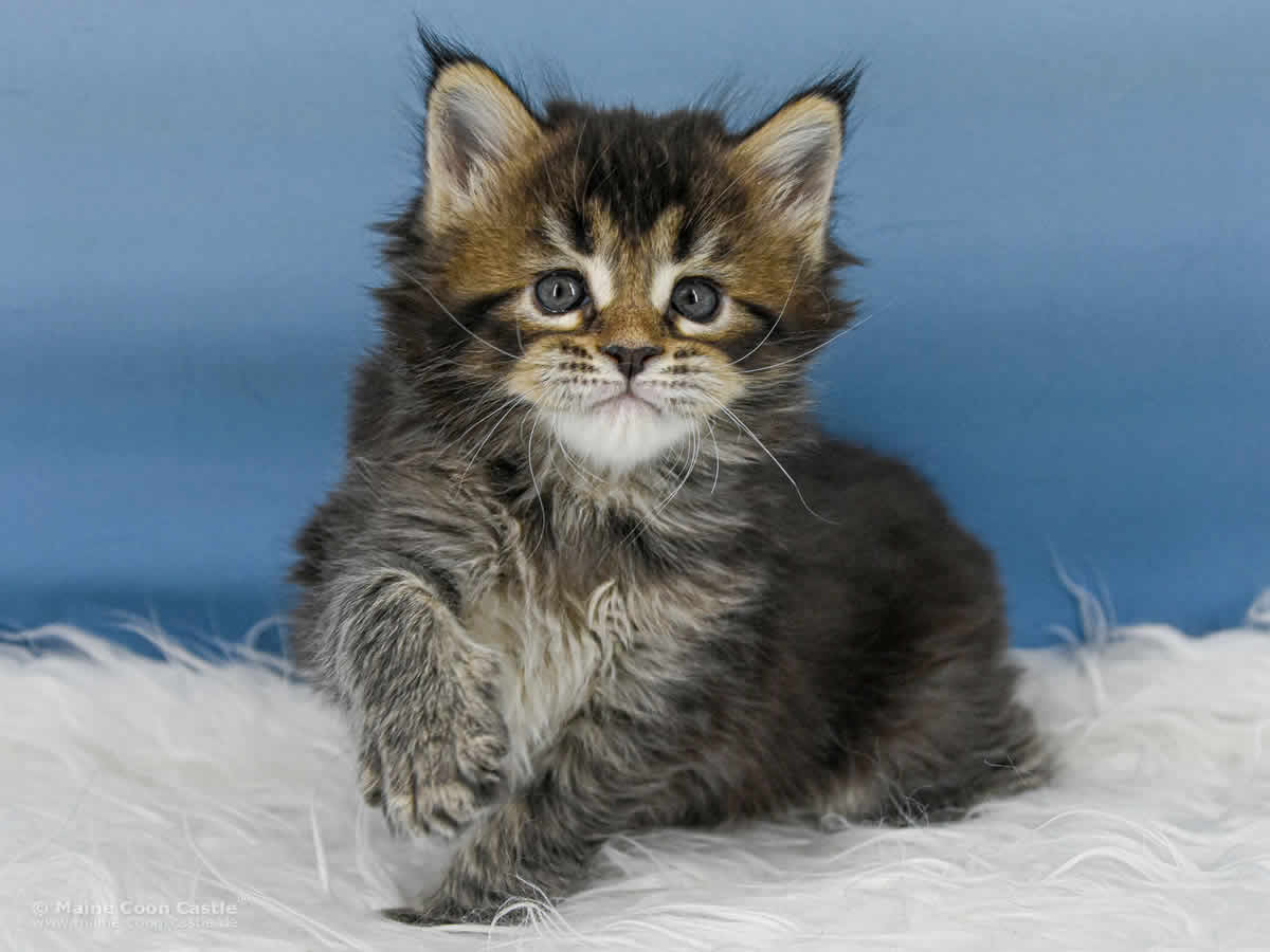 Y3 Dina 5 Wochen alt, 768 g Maine Coon Kitten Y3 Dina 5 Wochen alt