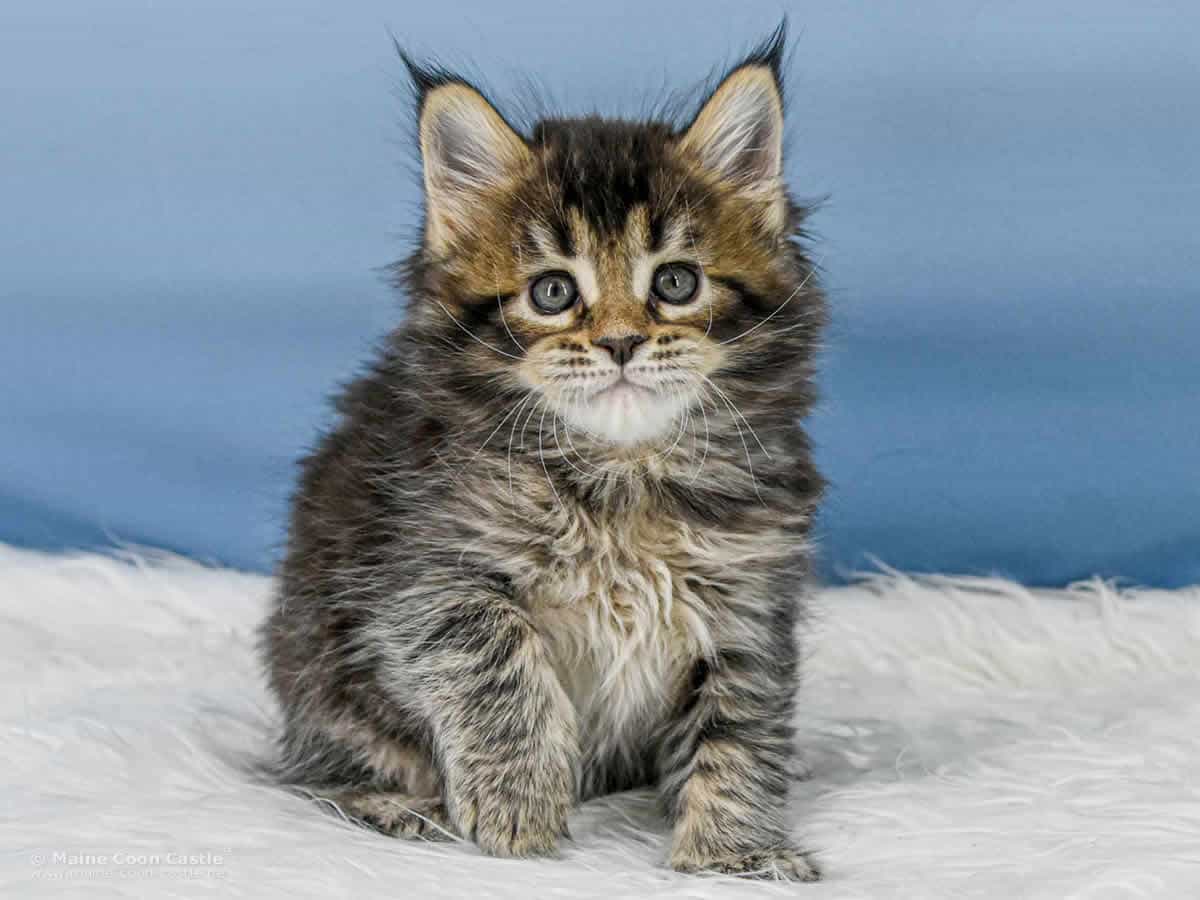 Y3 Dina 6 Wochen alt, 914 g Maine Coon Kitten Y3 Dina 6 Wochen alt