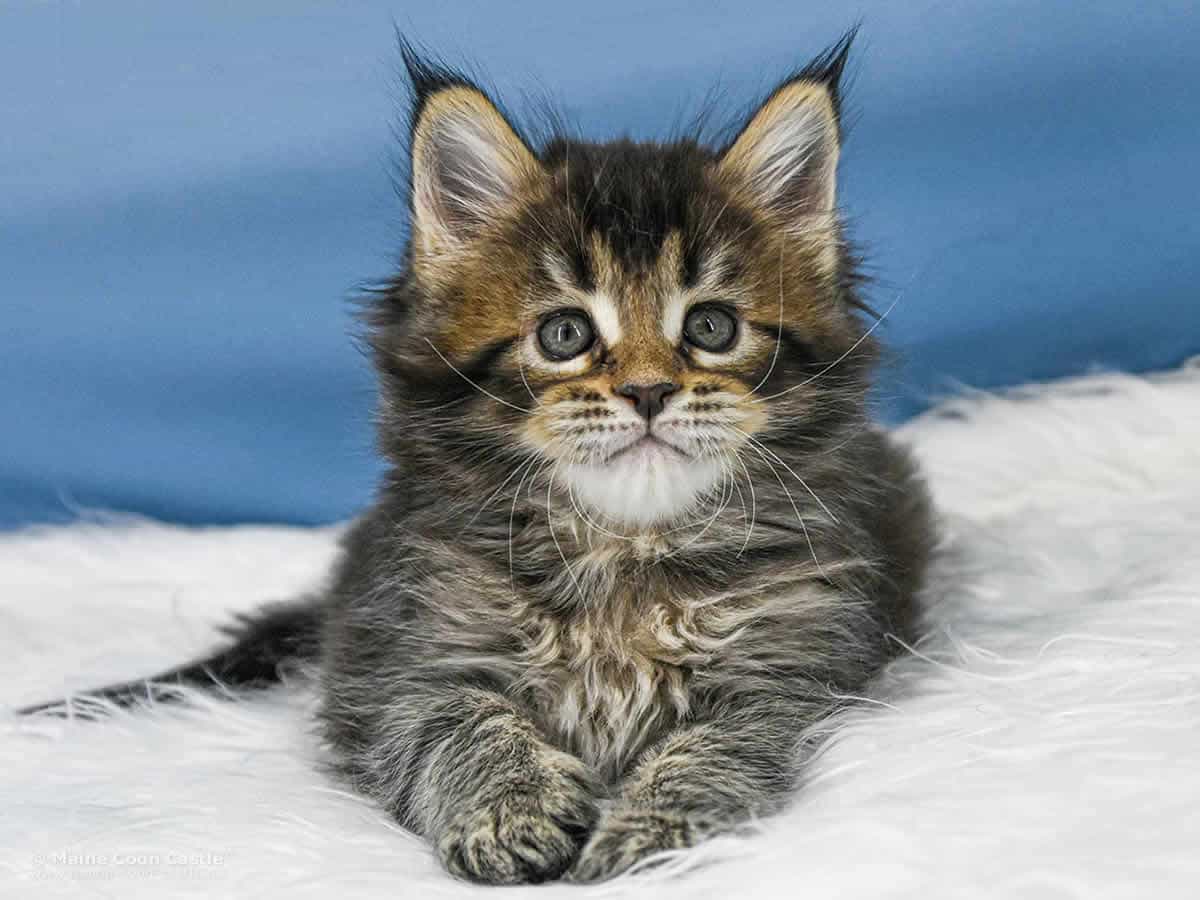 Y3 Dina 6 Wochen alt, 914 g Maine Coon Kitten Y3 Dina 6 Wochen alt