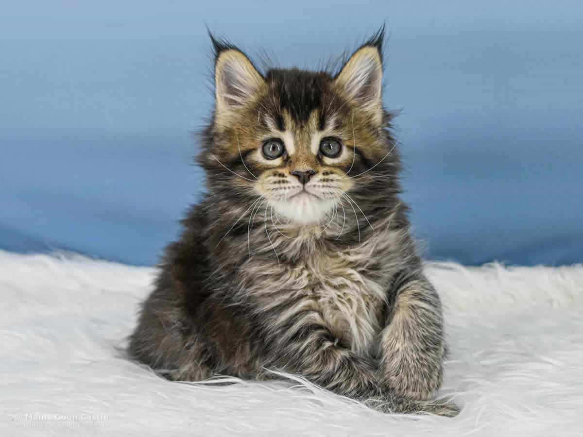 Y3 Dina 6 Wochen alt, 914 g Maine Coon Kitten Y3 Dina 6 Wochen alt