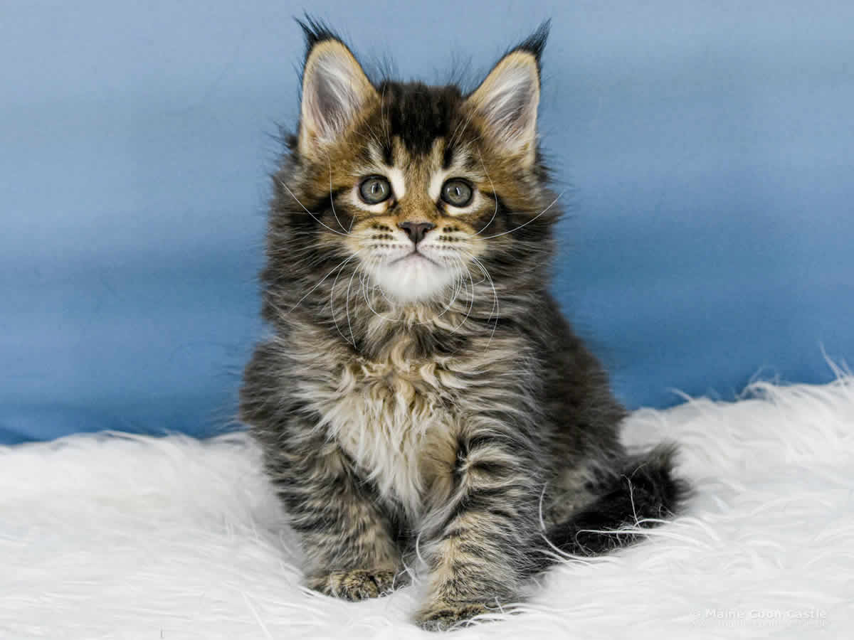 Y3 Dina 7 Wochen alt, 1084 g Maine Coon Kitten Y3 Dina 7 Wochen alt