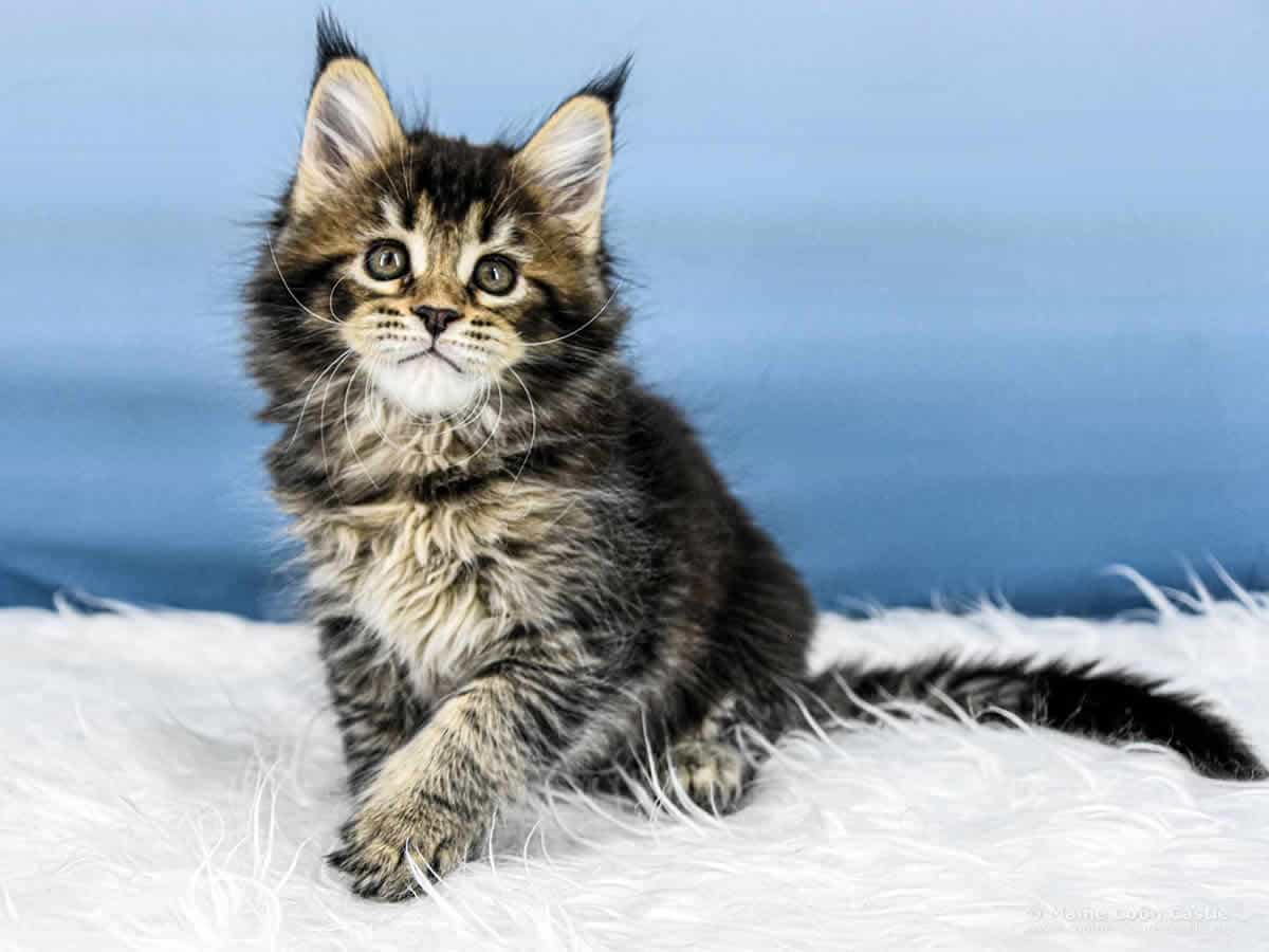 Y3 Dina 8 Wochen alt, 1235 g Maine Coon Kitten Y3 Dina 8 Wochen alt