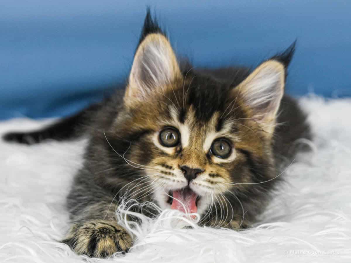 Y3 Dina 8 Wochen alt, 1235 g Maine Coon Kitten Y3 Dina 8 Wochen alt