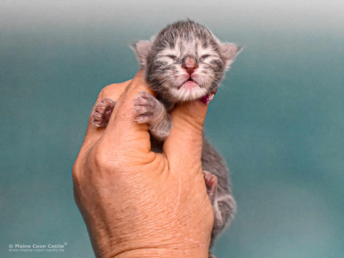 Y3 Kolja 1 Tag alt Maine Coon Kitten Y3 Kolja 1 Tag alt