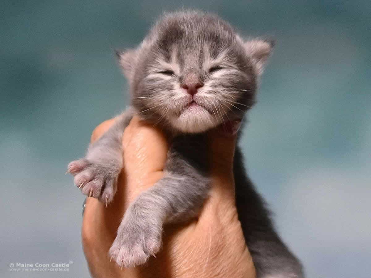 Y3 Kolja 1 Woche alt, 235 g Maine Coon Kitten Y3 Kolja 1 Woche alt