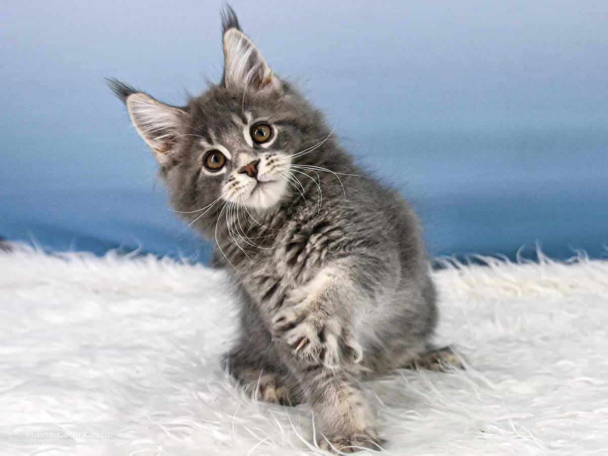 Y3 Kolja 10 Wochen alt, 1700 g Maine Coon Kitten Y3 Kolja 10 Wochen alt