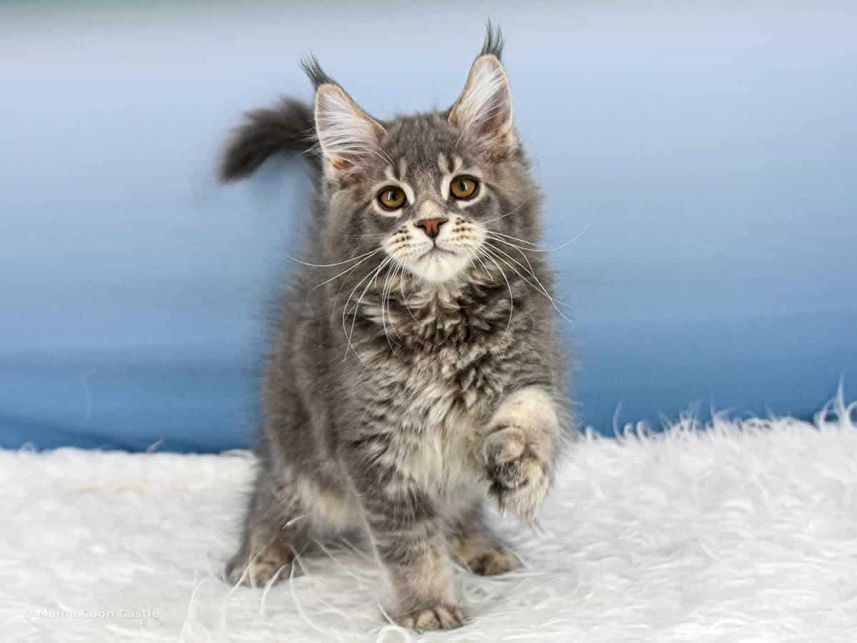 Y3 Kolja 12 Wochen alt, 2280 g Maine Coon Kitten Y3 Kolja 12 Wochen alt