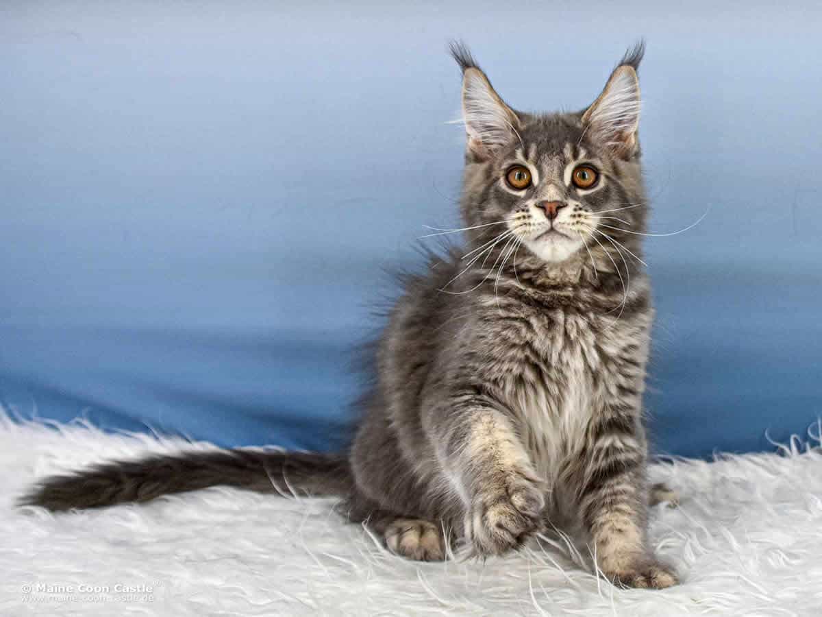 Y3 Kolja of Maine Coon Castle Y3 Kolja of Maine Coon Castle