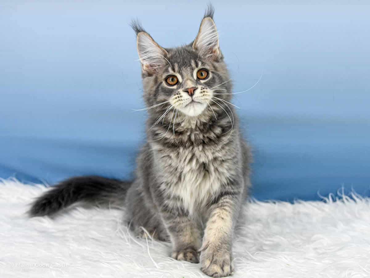 Y3 Kolja 14 Wochen alt, 2735 g Maine Coon Kitten Y3 Kolja 14 Wochen alt