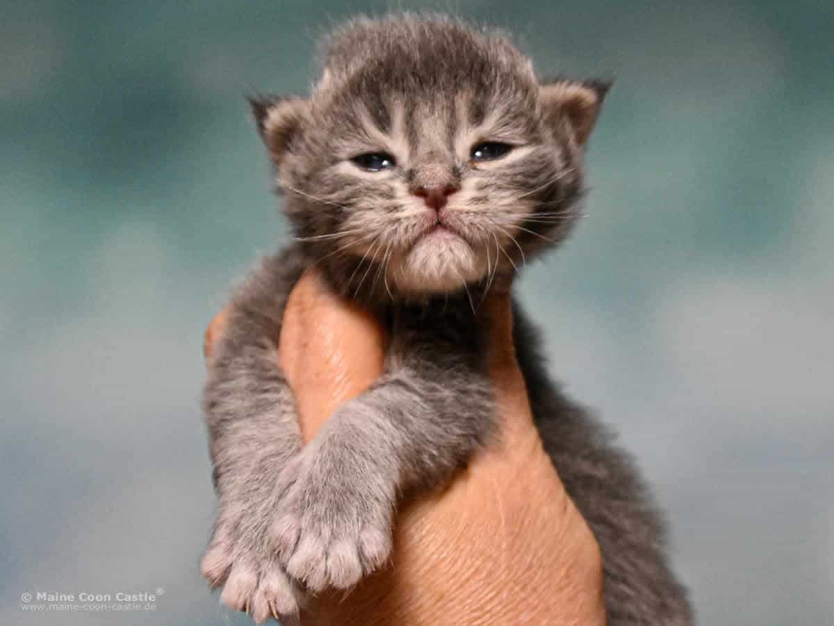 Y3 Kolja 2 Wochen alt 331 g Maine Coon Kitten Y3 Kolja 2 Wochen alt