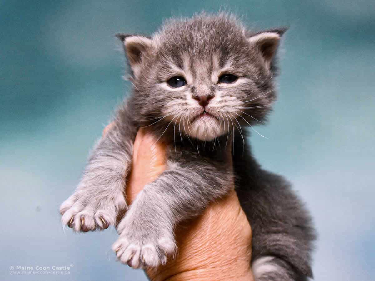 Y3 Kolja 3 Wochen alt, 448 g Maine Coon Kitten Y3 Kolja 3 Wochen alt