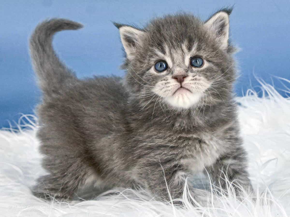 Y3 Kolja 4 Wochen alt Maine Coon Kitten Y3 Kolja 4 Wochen alt