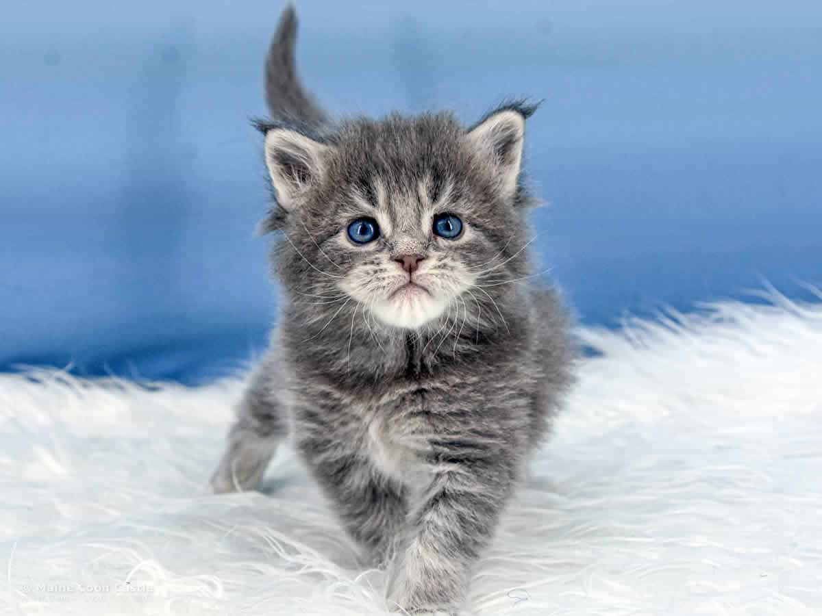 Y3 Kolja 4 Wochen alt, 539 g Maine Coon Kitten Y3 Kolja 4 Wochen alt