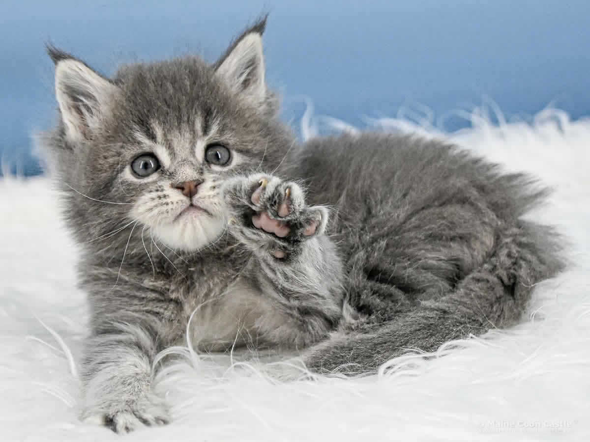 Maine Coon Kitten Y3 Kolja 5 Wochen alt Maine Coon Kitten Y3 Kolja 5 Wochen alt
