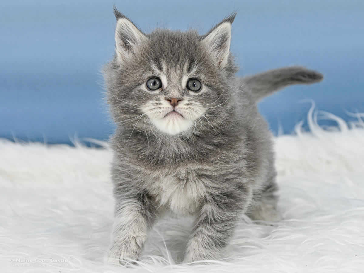 Y3 Kolja 5 Wochen alt, 679 g Maine Coon Kitten Y3 Kolja 5 Wochen alt