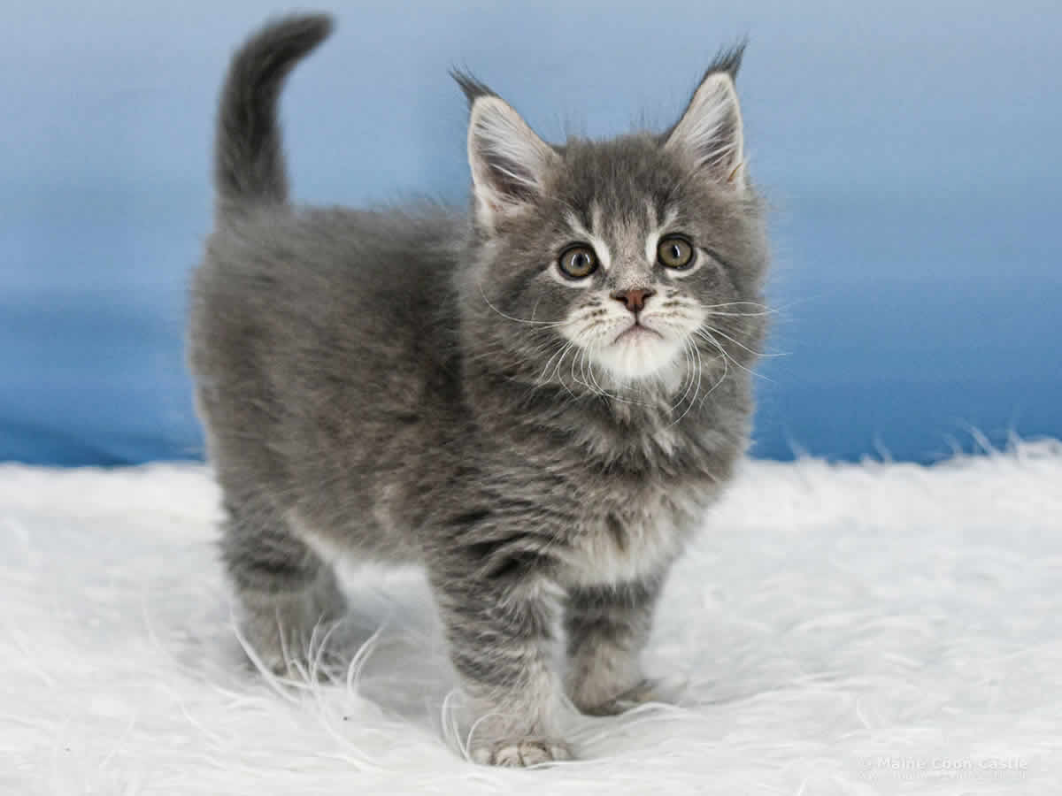 Y3 Kolja 7 Wochen alt, 1086 g Maine Coon Kitten Y3 Kolja 7 Wochen alt