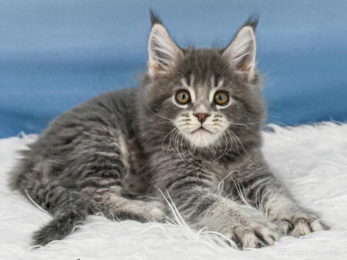 Y3 Kolja 8 Wochen alt, 1303 g Maine-Coon-Kitten Y3 Kolja 8 Wochen alt