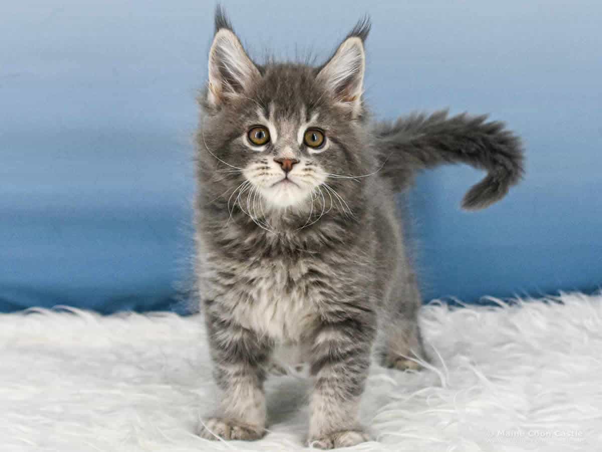 Y3 Kolja 8 Wochen alt, 1308 g Maine Coon Kitten Y3 Kolja 8 Wochen alt