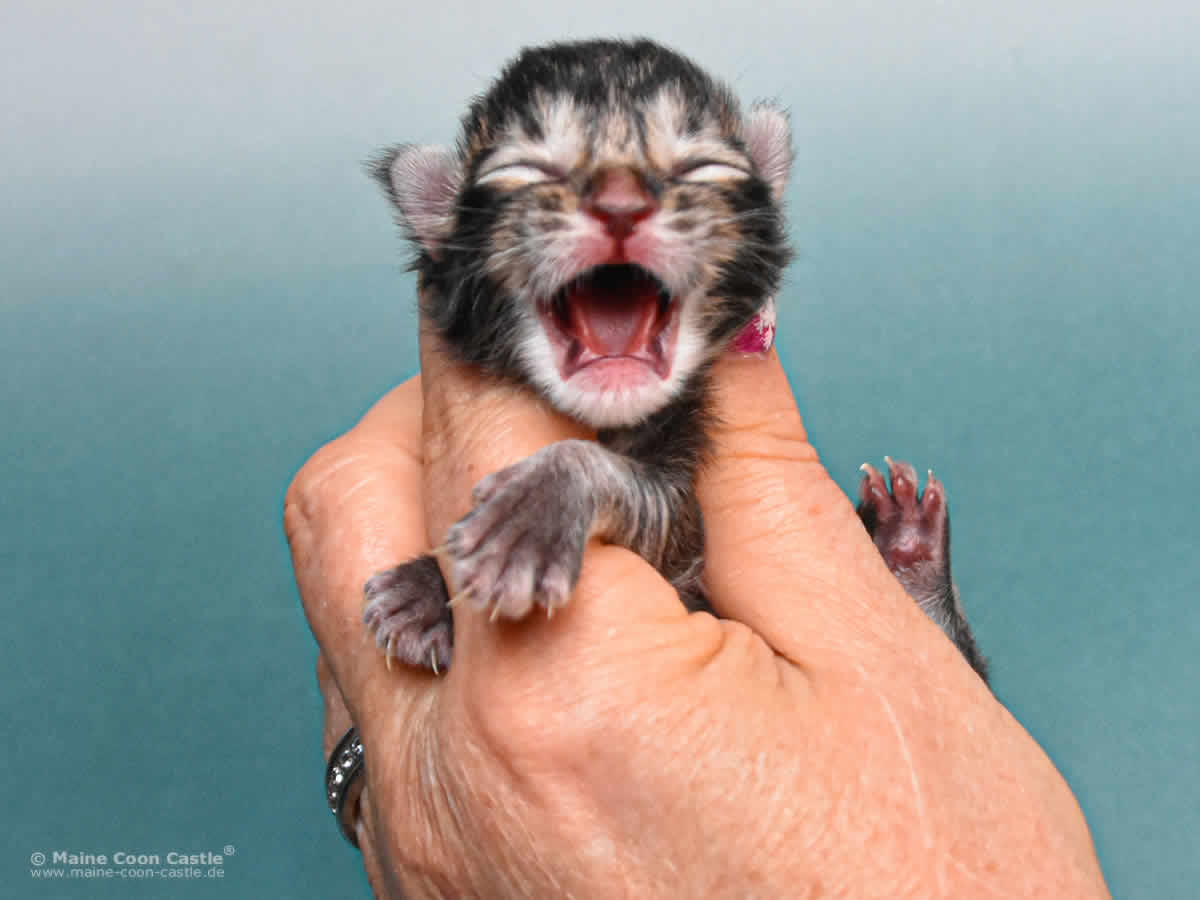 Y3 Lena 1 Tag alt Maine Coon Kitten Y3 Lena 1 Tag alt