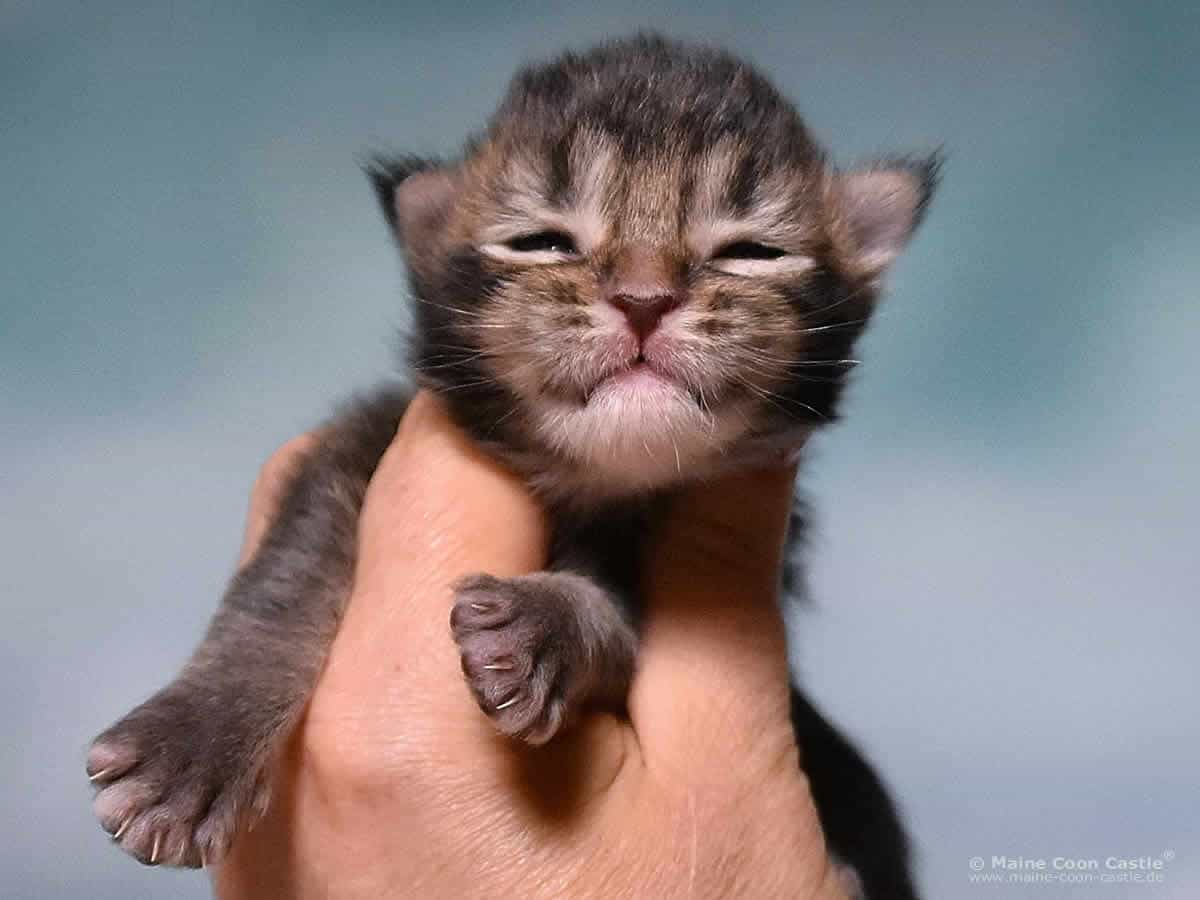 Y3 Lena 1 Woche alt, 254 g Maine Coon Kitten Y3 Lena 1 Woche alt