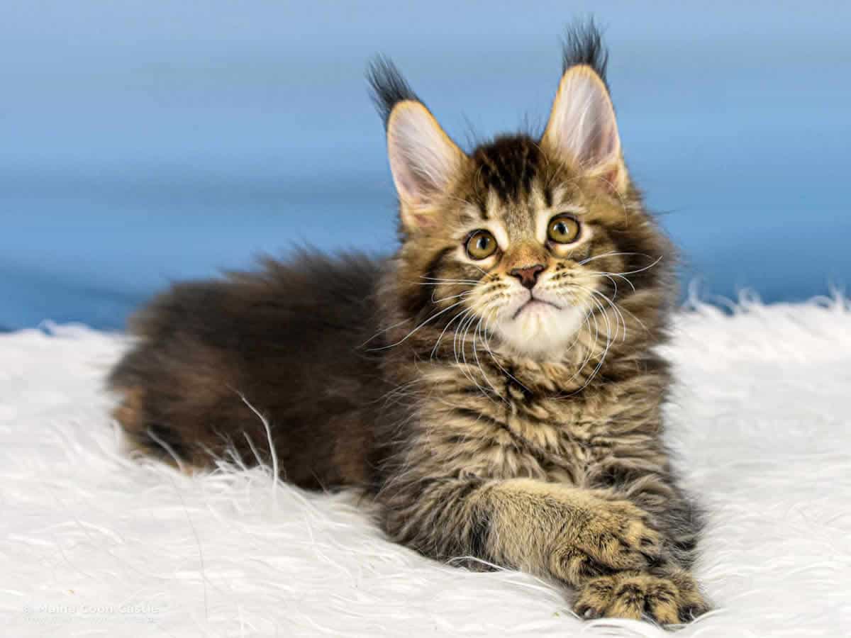 Y3 Lena 10 Wochen alt, 1485 g Maine Coon Kitten Y3 Lena 10 Wochen alt