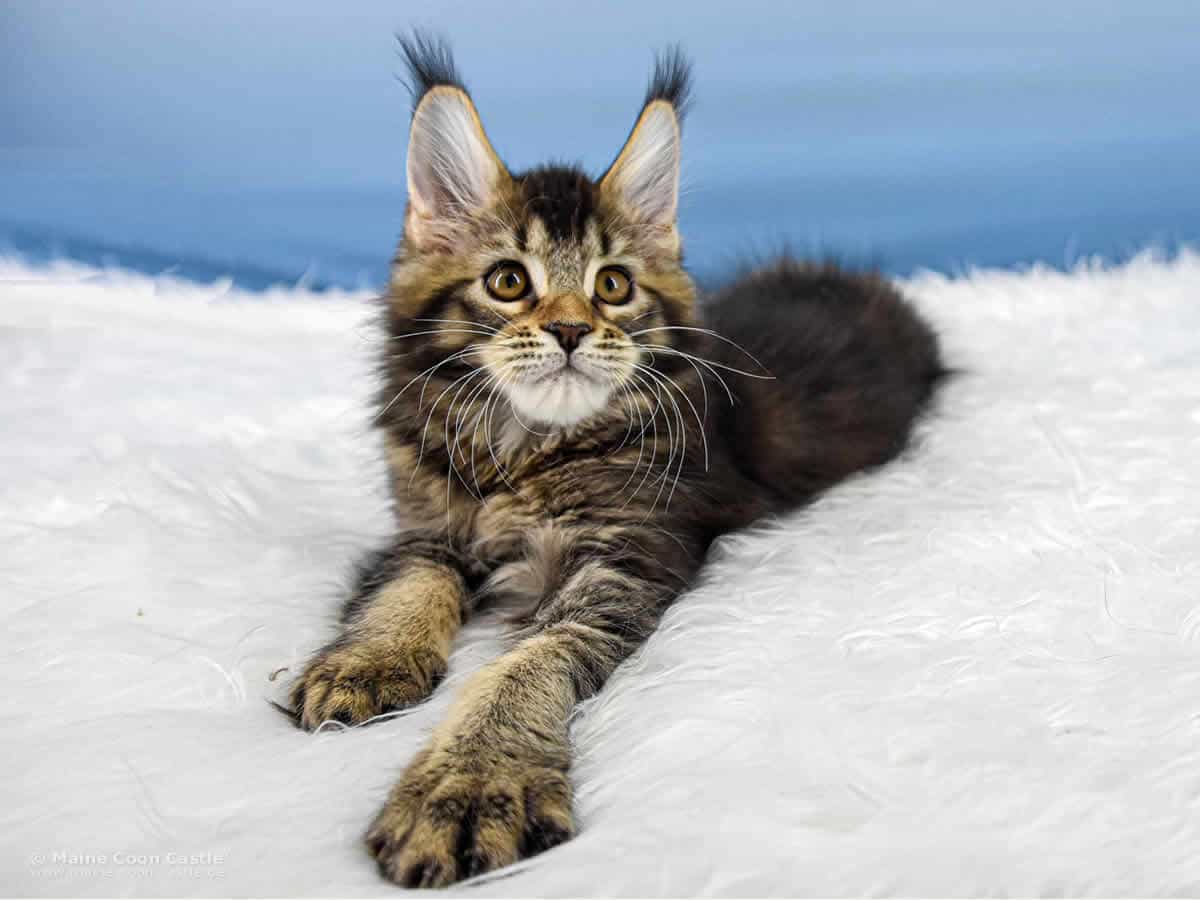 Y3 Lena 12 Wochen alt, 1700 g Maine Coon Kitten Y3 Lena 12 Wochen alt