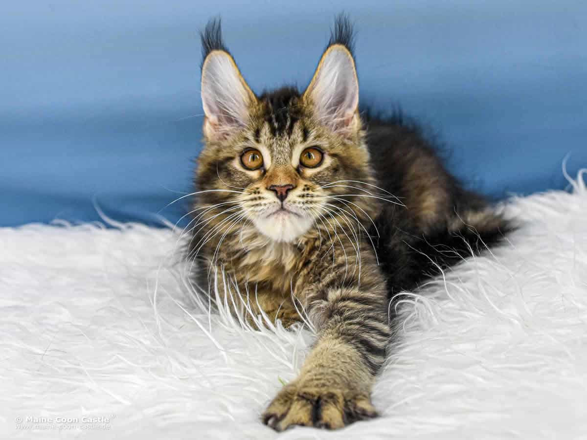 Y3 Lena of Maine Coon Castle Y3 Lena of Maine Coon Castle