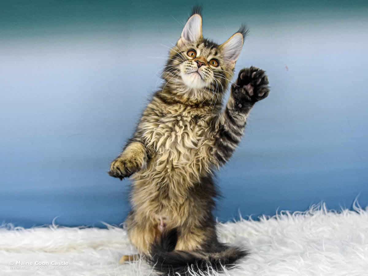 Y3 Lena 14 Wochen alt, 2030 g Maine Coon Kitten Y3 Lena 14 Wochen alt