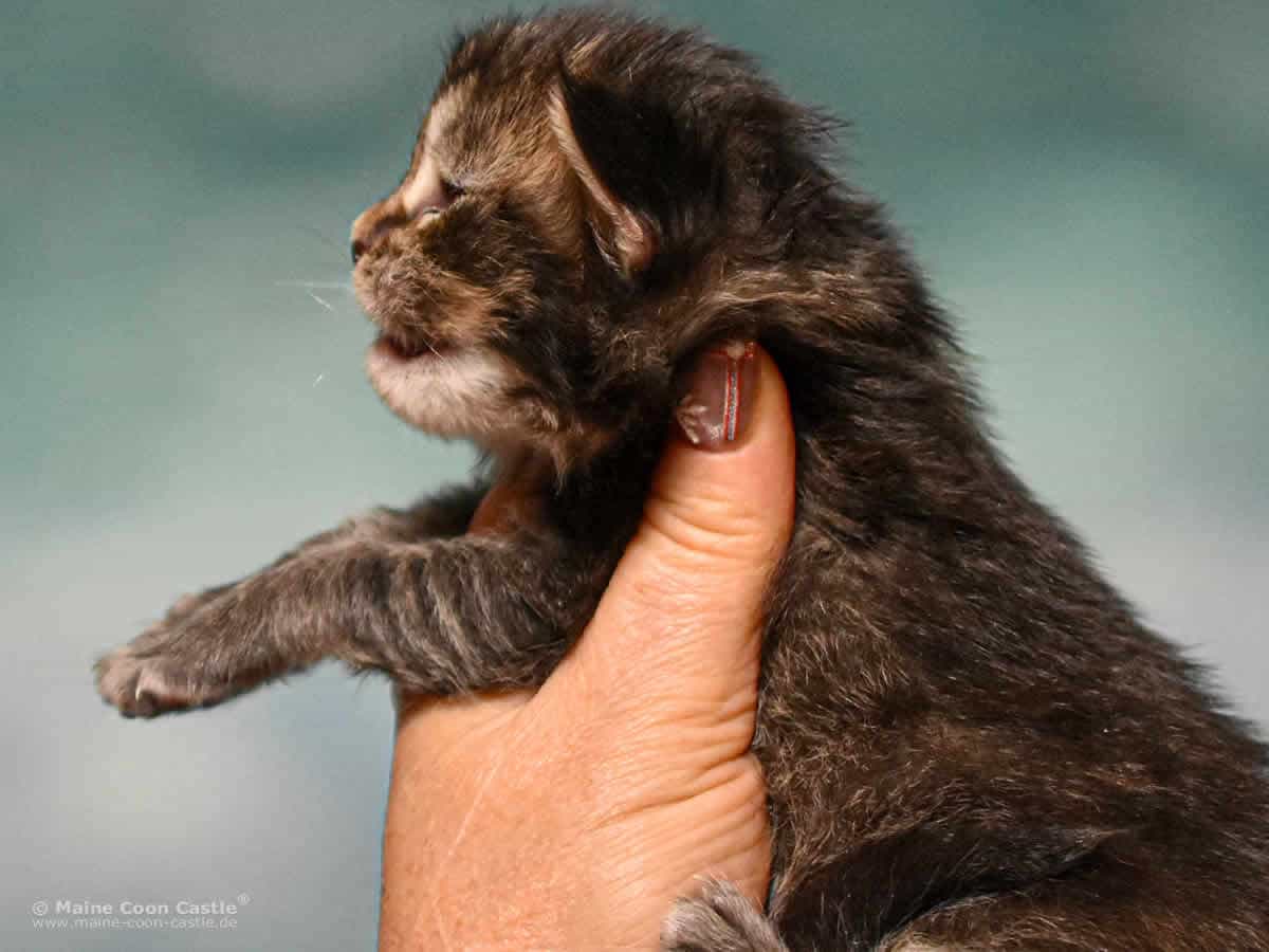 Y3 Lena 2 Wochen alt Maine Coon Kitten Y3 Lena 2 Wochen alt