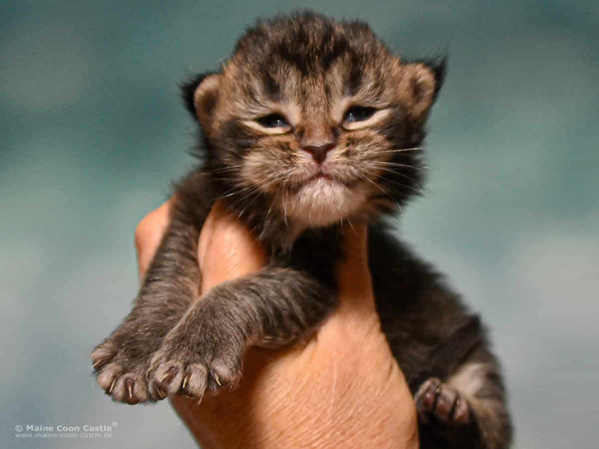 Y3 Lena 2 Wochen alt, 400 g Maine Coon Kitten Y3 Lena 2 Wochen alt
