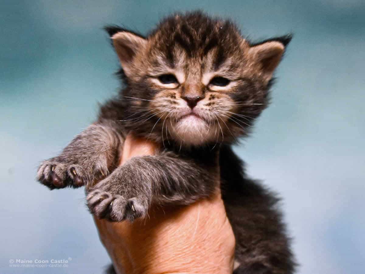 Y3 Lena 3 Wochen alt, 538 g Maine Coon Kitten Y3 Lena 3 Wochen alt