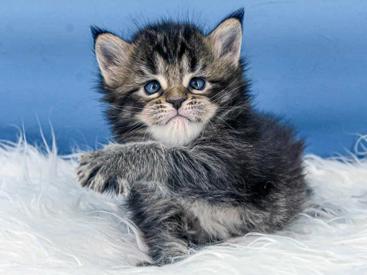 Y3 Lena 4 Wochen alt, 661 g Maine Coon Kitten Y3 Lena 4 Wochen alt