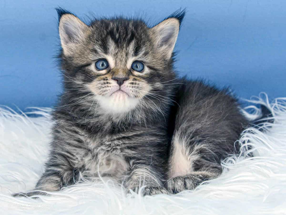 Y3 Lena 4 Wochen alt Maine Coon Kitten Y3 Lena 4 Wochen alt