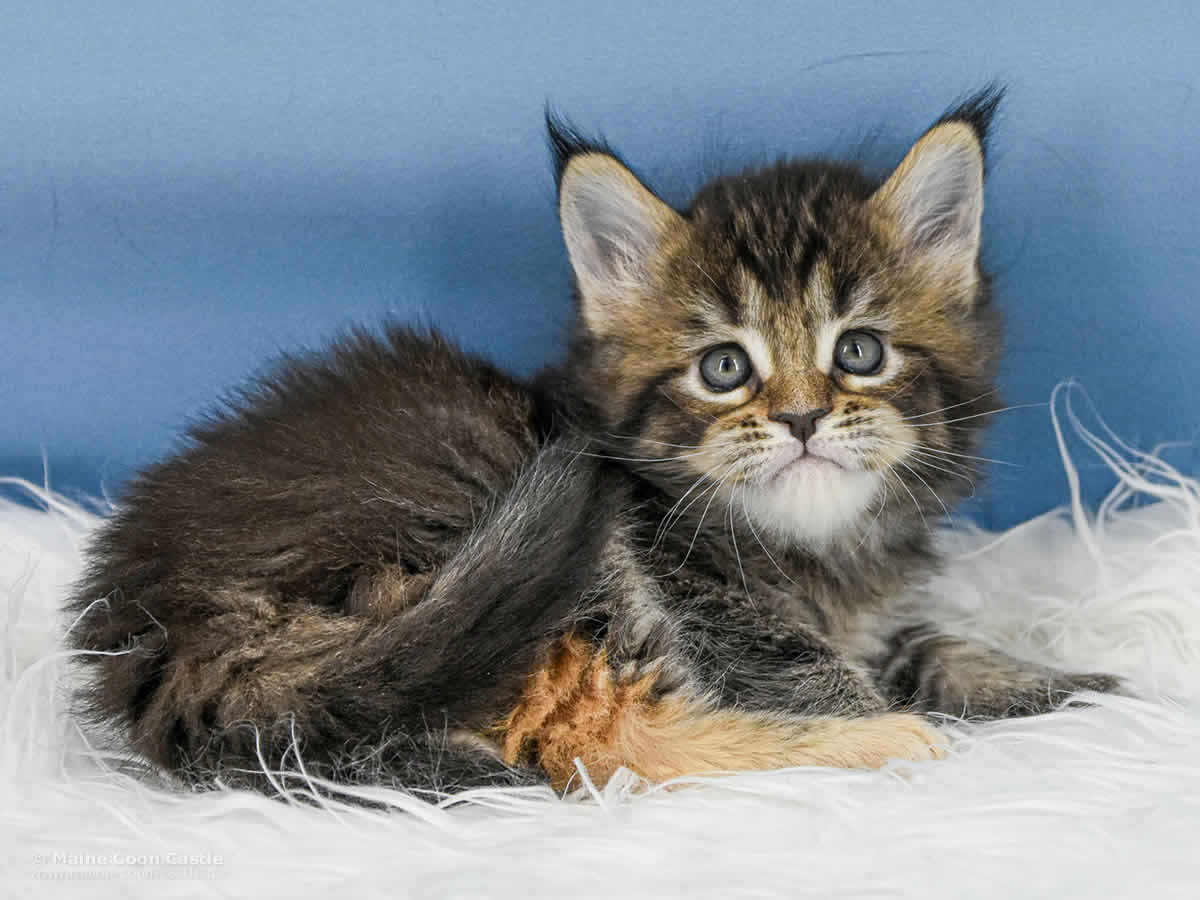 Y3 Lena 5 Wochen alt, 767 g Maine Coon Kitten Y3 Lena 5 Wochen alt