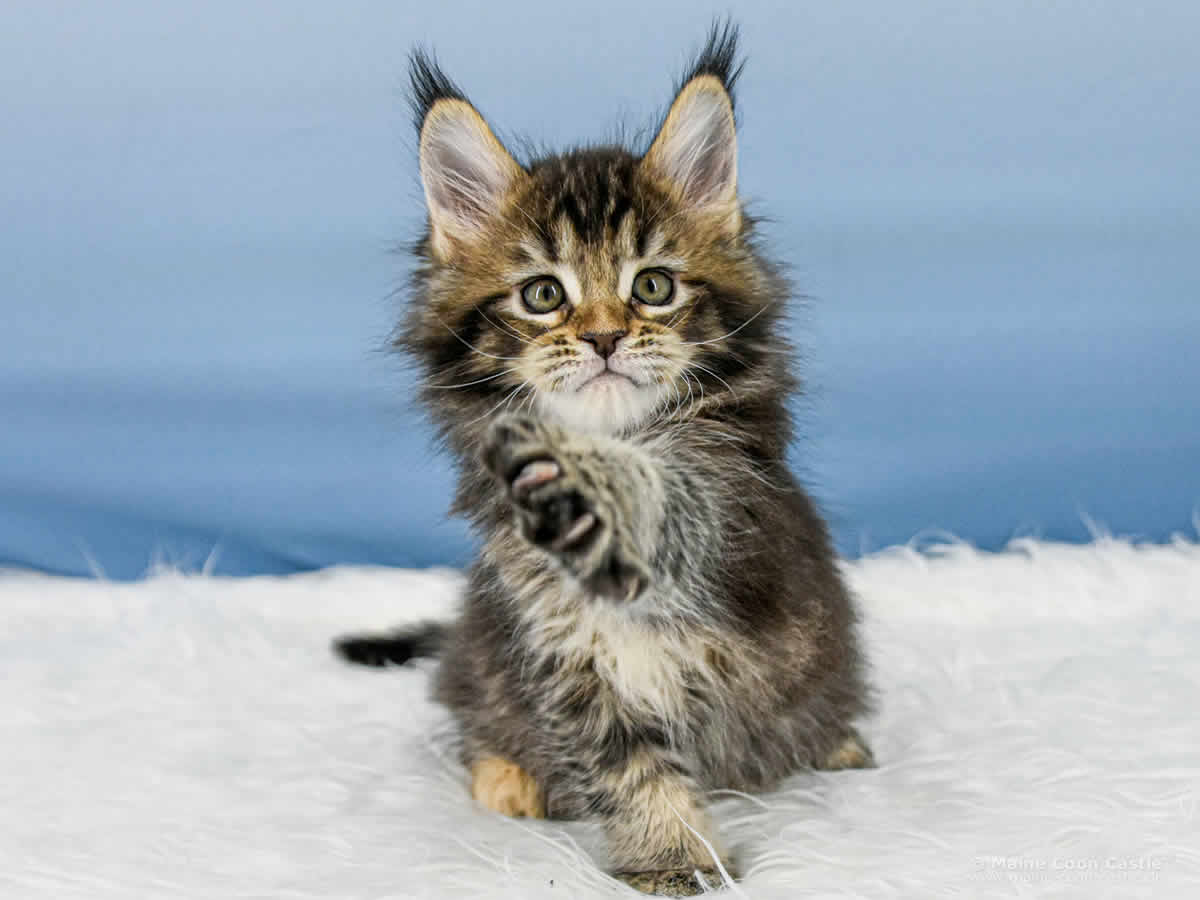 Y3 Lena 7 Wochen alt, 1055 g Maine Coon Kitten Y3 Lena 7 Wochen alt