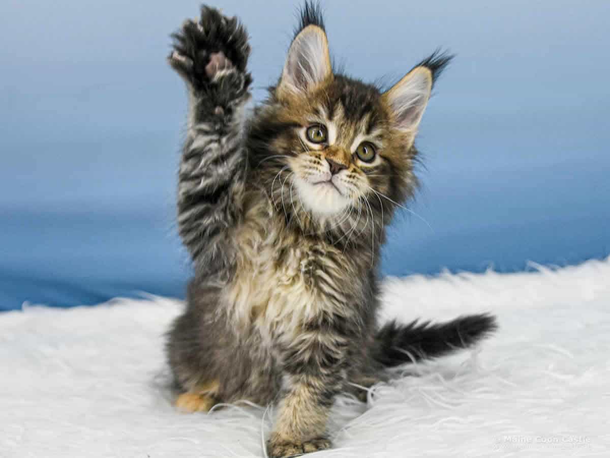 Y3 Lena 8 Wochen alt, 1203 g Maine Coon Kitten Y3 Lena 8 Wochen alt