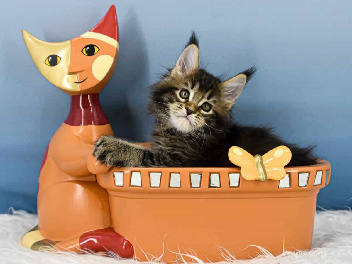 Y3 Lena 8 Wochen alt, 1203 g Maine Coon Kitten Y3 Lena 8 Wochen alt